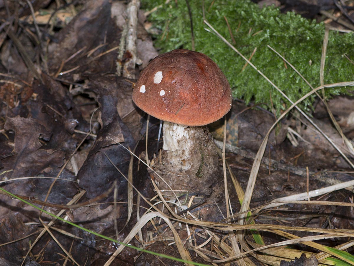 Leccinum rufum